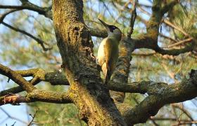 Picus viridis