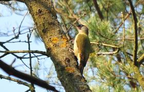 Picus viridis