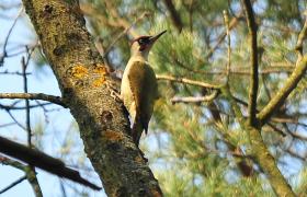 Picus viridis