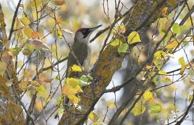 Picus viridis