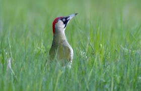 Picus viridis