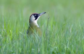 Picus viridis