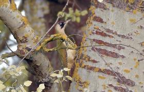 Picus viridis