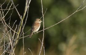 Lanius collurio