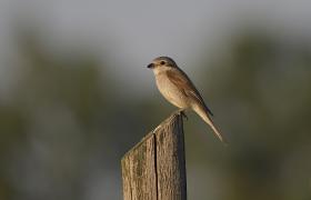 Lanius collurio