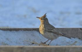 Galerida cristata