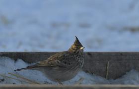 Galerida cristata