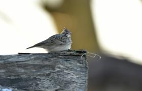 Galerida cristata