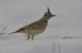 Galerida cristata