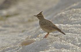 Galerida cristata
