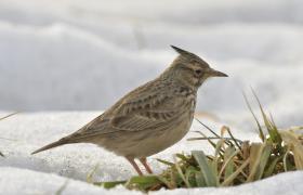 Galerida cristata