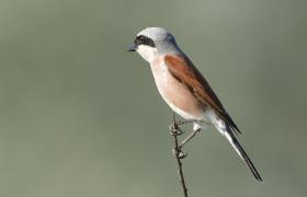 Lanius collurio