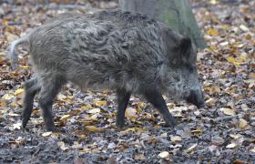 Sus scrofa