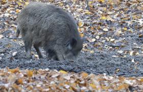 Sus scrofa