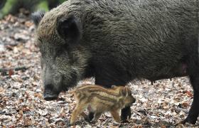 Sus scrofa
