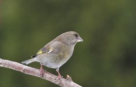 Dzwoniec