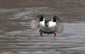Bucephala clangula