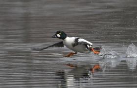 Bucephala clangula