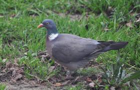 Columba palumbus