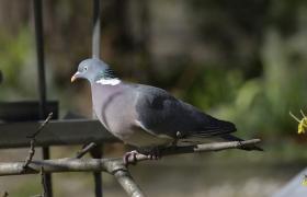 Columba palumbus
