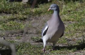 Columba palumbus