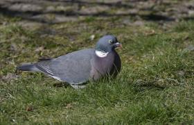 Columba palumbus