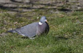 Columba palumbus