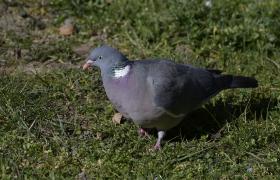 Columba palumbus