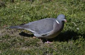 Columba palumbus