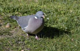 Columba palumbus