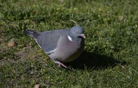 Columba palumbus