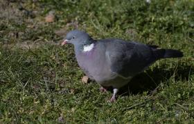 Columba palumbus