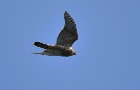 Accipiter gentilis