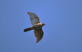Accipiter gentilis