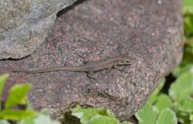Lacerta agilis