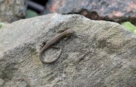 Lacerta agilis