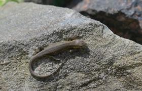 Lacerta agilis