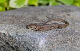 Lacerta agilis