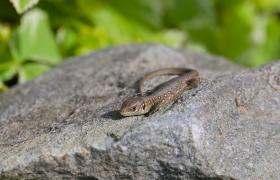 Lacerta agilis