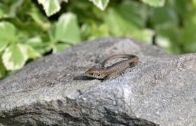 Lacerta agilis