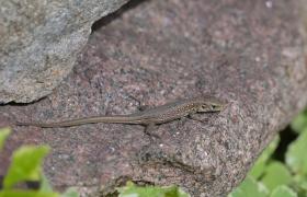 Lacerta agilis