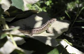Lacerta agilis