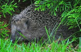 Erinaceus europaeus