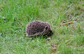 Erinaceus europaeus