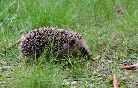 Erinaceus europaeus