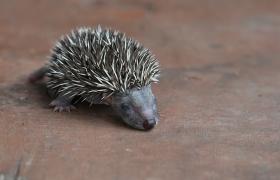 Erinaceus europaeus