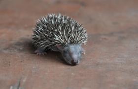 Erinaceus europaeus