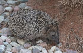 Erinaceus europaeus