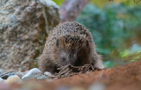 Erinaceus europaeus