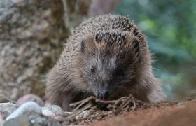 Erinaceus europaeus
